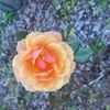 nancy_reams